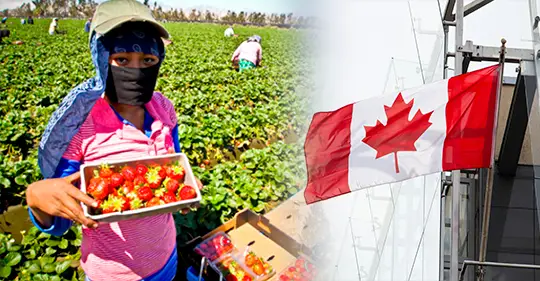 Trabajos en Canadá para Extranjeros que Hablen Español