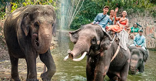 Indonesia prohíbe los paseos en elefante en zoológicos y centros de conservación