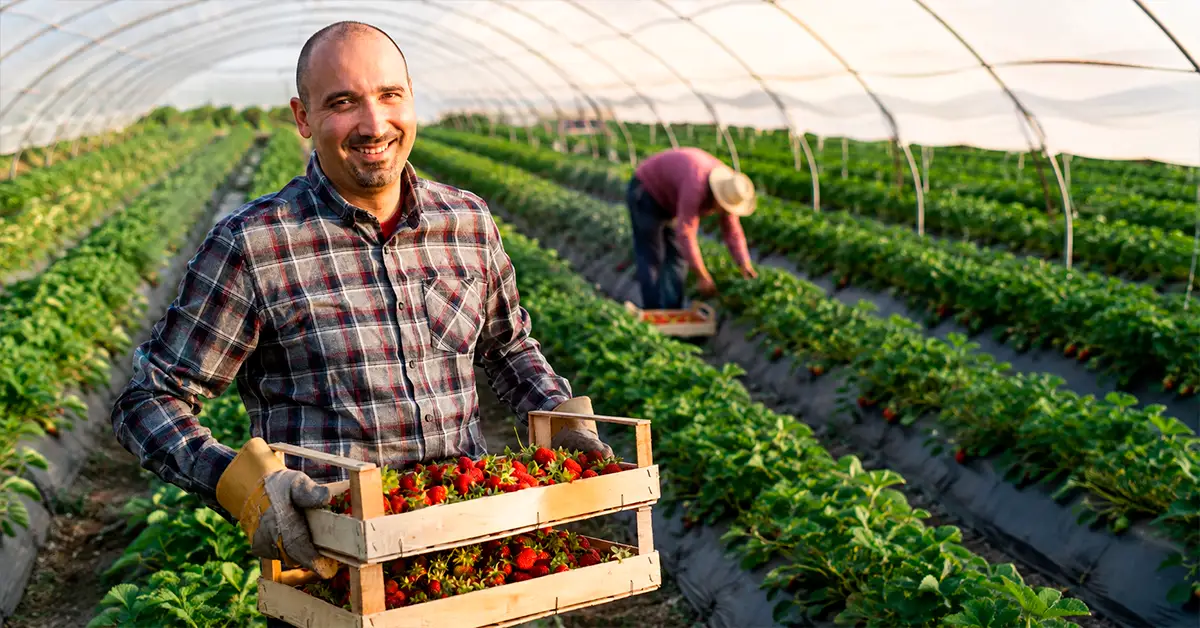 Trabajadores extranjeros realizando labores agrícolas en el campo con sueldos de hasta 2.000 dólares mensuales.
