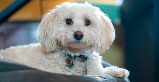 Perro de una familia británica junto a la finca donde se ofrece el puesto de cuidador.